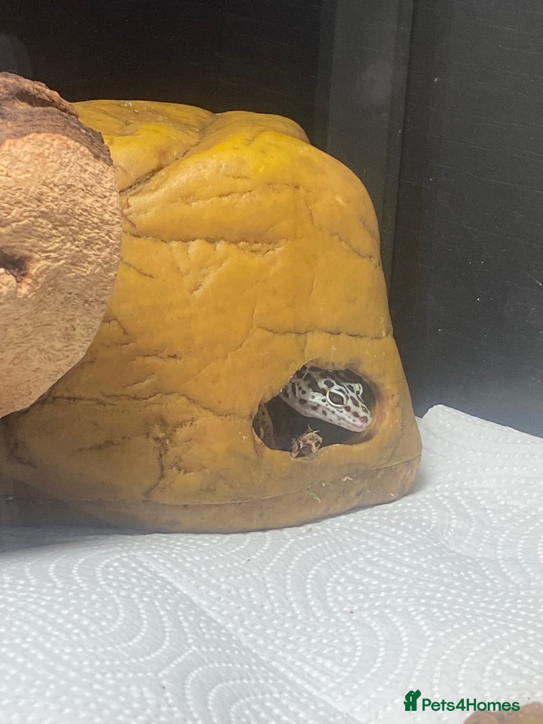Leopard Gecko reptiles for sale: 10 month old Leopard Gecko + setup - Advert 2