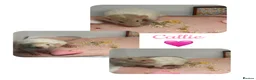 Rat rodents for sale: Baby Dumbo Rats  - Advert 4
