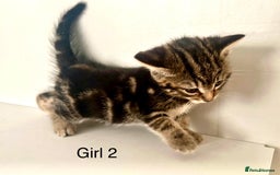 Bengal cats for sale: Gorgeous Bengal kittens ready on go 26th September - Image 10