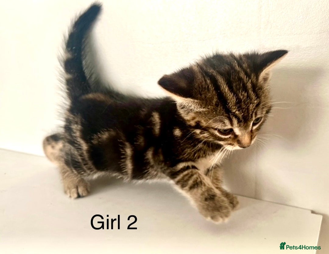 Bengal cats for sale: Gorgeous Bengal kittens ready on go 26th September - Image 10