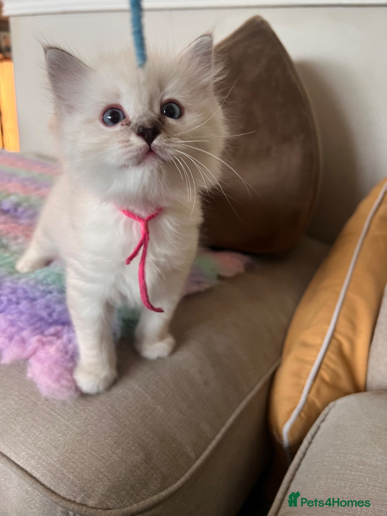Ragdoll cats for sale: Ragdoll kittens in Menai Bridge - Advert 14