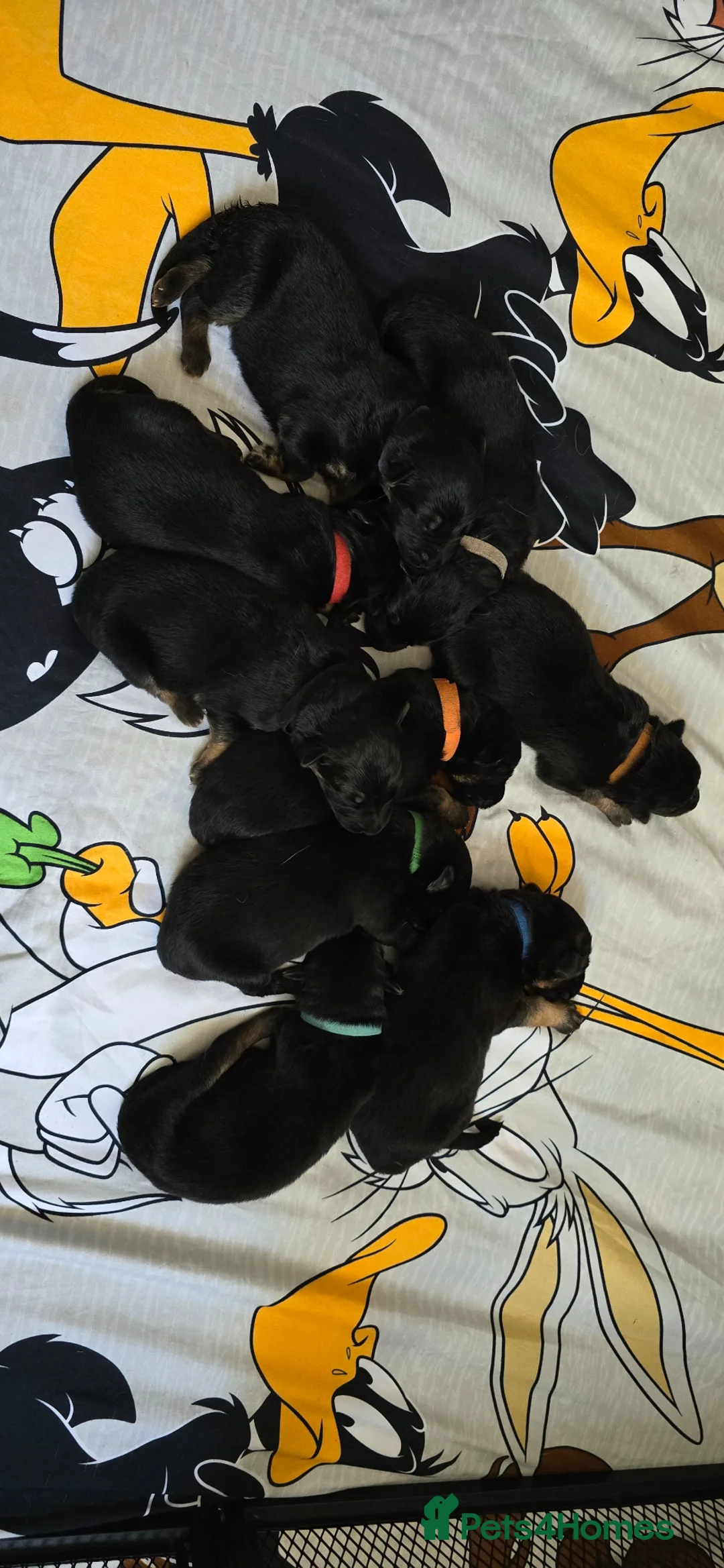 German Shepherd dogs for sale: Beautiful litter of german shepherd puppies  - Advert 1