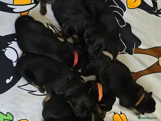 German Shepherd dogs Beautiful litter of german shepherd puppies - Advert 2