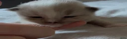 Ragdoll cats for sale: Pedigree registered mink Ragdolls  - Advert 5