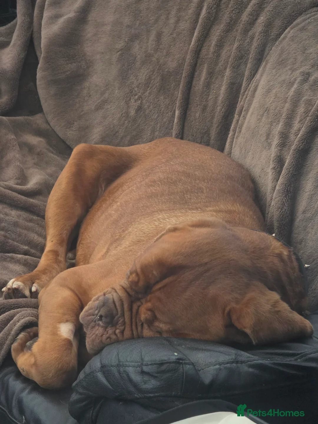 Dogue De Bordeaux dogs for sale: 3 year old female dogue de bordeaux  - Advert 4