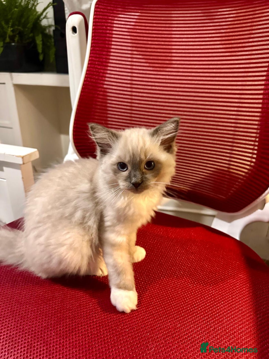 Ragdoll cats for sale: Adorable Kittens Looking for Their Forever Home - Image 9