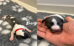 Whippet dogs for sale: KC Registered Whippet Puppies  - Image 3
