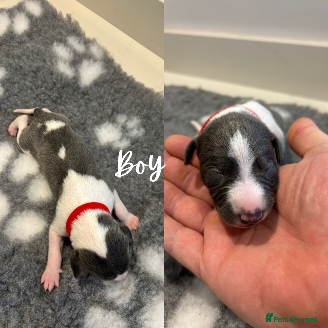 Whippet dogs for sale: KC Registered Whippet Puppies  - Image 3