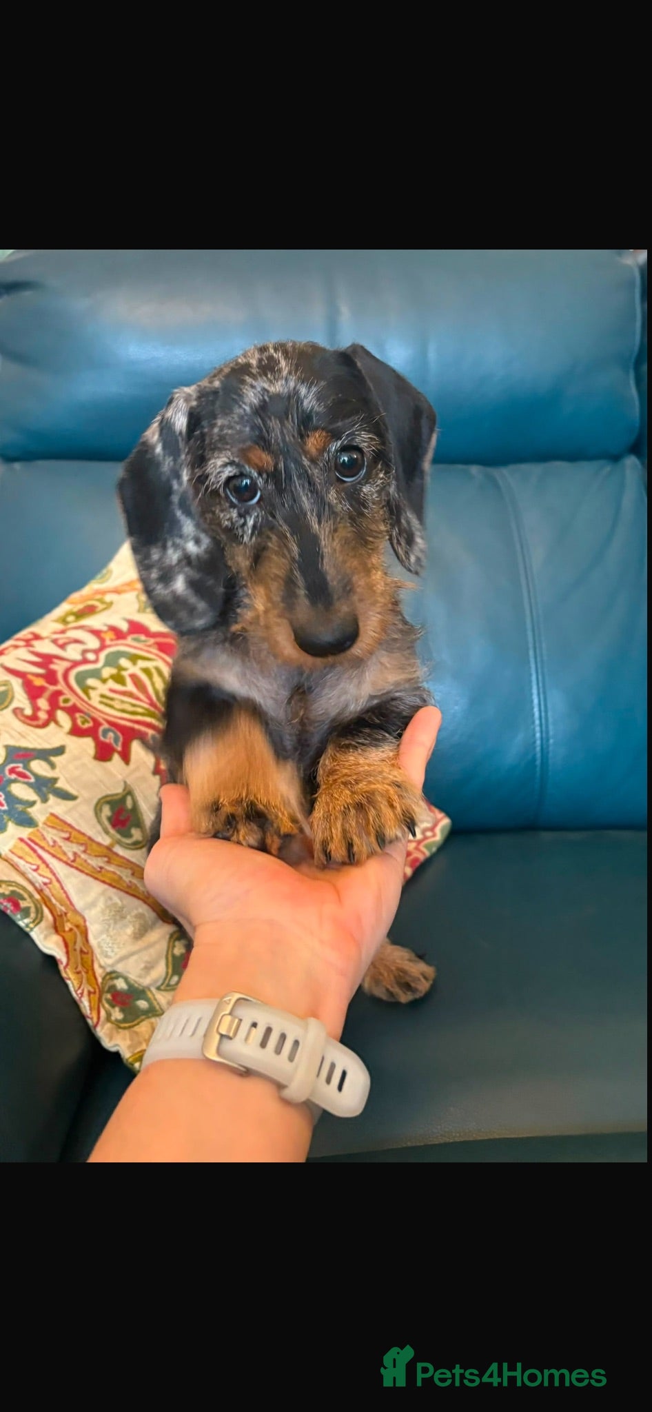Dachshund dogs Wirehaired Standard Dachshund  - Advert 8