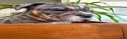 English Bulldog dogs for sale: Fabulous colours healthy bulldog puppies  - Advert 24