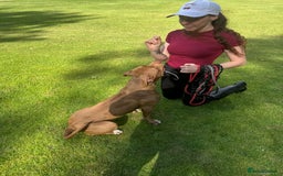 American Bull Staffy dogs for sale: Loving female for adoption  - Advert 16