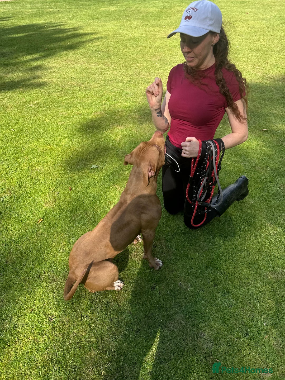 American Bull Staffy dogs for sale: Loving female for adoption  - Advert 16