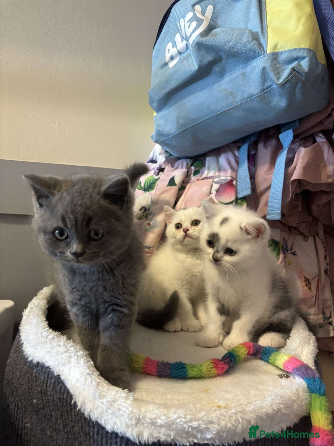 British Shorthair cats for sale: Meet stitch!  - Image 8