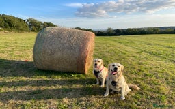 Golden Retriever dogs for sale: Expression of Interest - Golden Retriever Puppies - Image 3