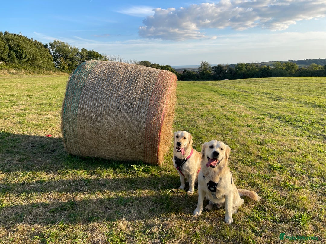 Golden Retriever dogs for sale: Expression of Interest - Golden Retriever Puppies - Image 3