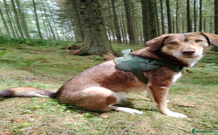 Mixed Breed dogs - Advert 15