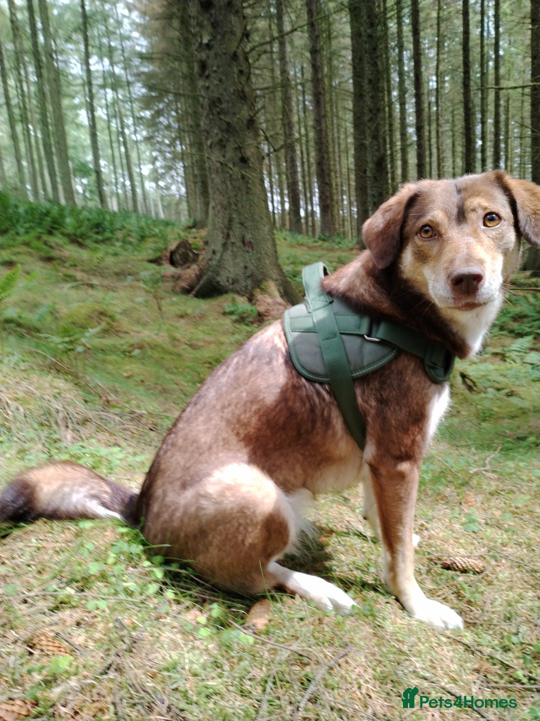 Mixed Breed dogs for sale: Collie cross 6 years old  - Image 1