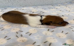 Jack Russell dogs for sale: Jack Russell puppies  - Image 4