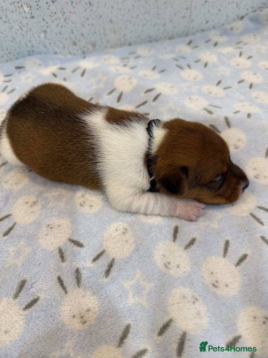 Jack Russell dogs for sale: Jack Russell puppies  - Image 4