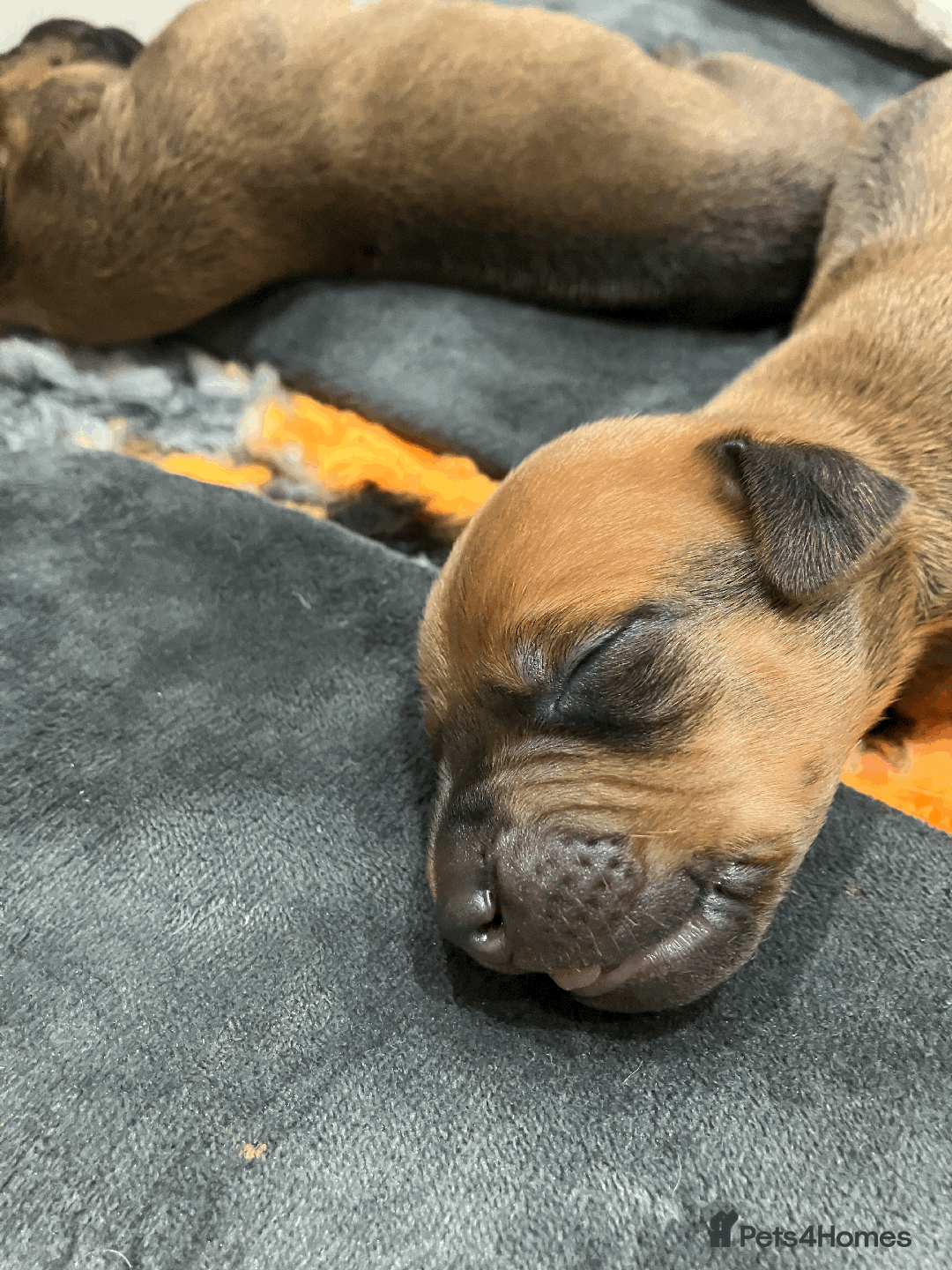 Rhodesian Ridgeback dogs for sale: * CUTENESS ALERT * READY END OF JANUARY - Advert 4