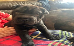 Shar Pei dogs for sale: 2 females 3 males Shar pei pups - Image 25