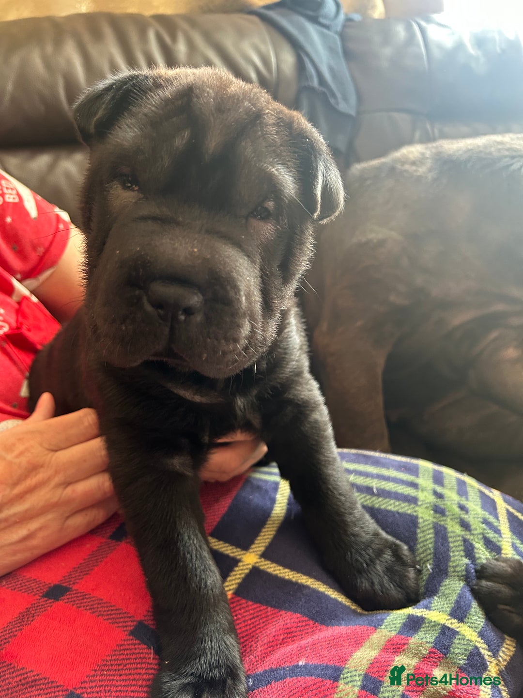 Shar Pei dogs for sale: 2 females 3 males Shar pei pups - Image 25