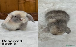Mini Lop rabbits for sale: New ad in 4 weeks - Purebred Harlequin Mini Lops  - Image 4