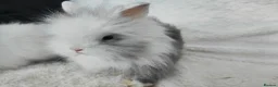 Lionhead rabbits for sale: Double mane lionhead rabbits seal point - Advert 7