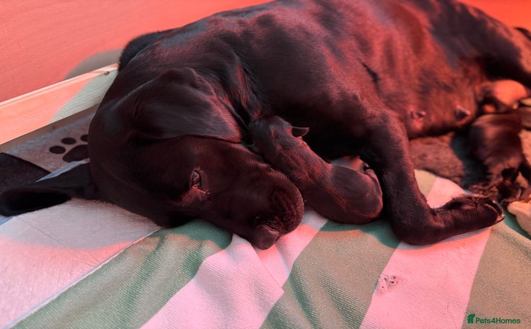 Labrador Retriever dogs - Advert 2