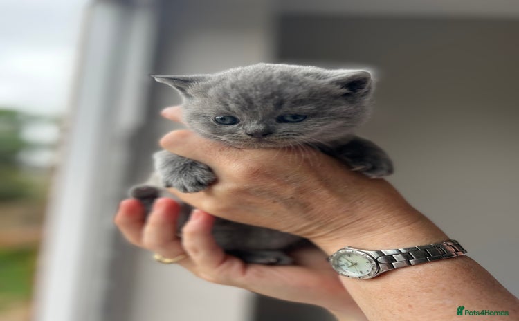 British Shorthair cats - Advert 2