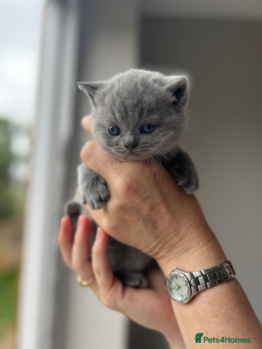 British Shorthair cats for sale: Beautiful, show quality lilac and blue BSH - Image 1