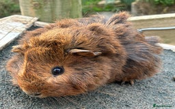 Guinea Pig rodents for sale: Beautiful baby guinea pigs - Advert 5