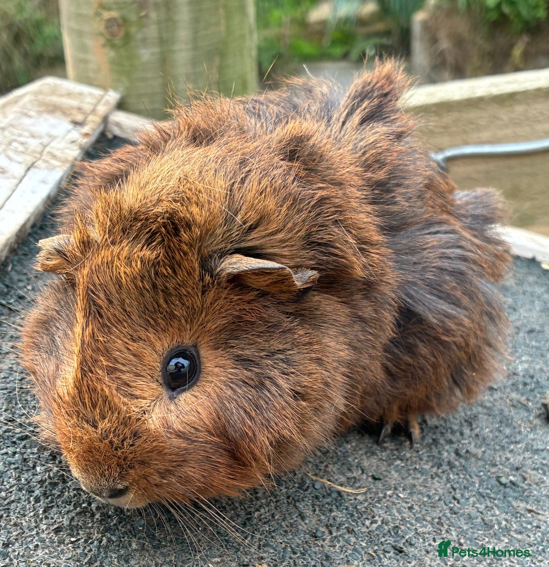 Guinea Pig rodents for sale: Beautiful baby guinea pigs - Advert 5