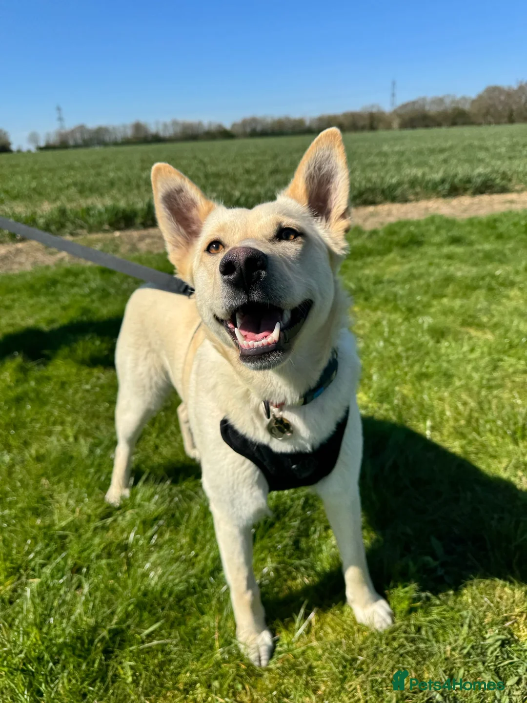 Mixed Breed dogs for adoption: ❤️ MILADY❤️ PERFECT IN EVERY WAY…2 yo upper-medium in Norwich - Advert 1