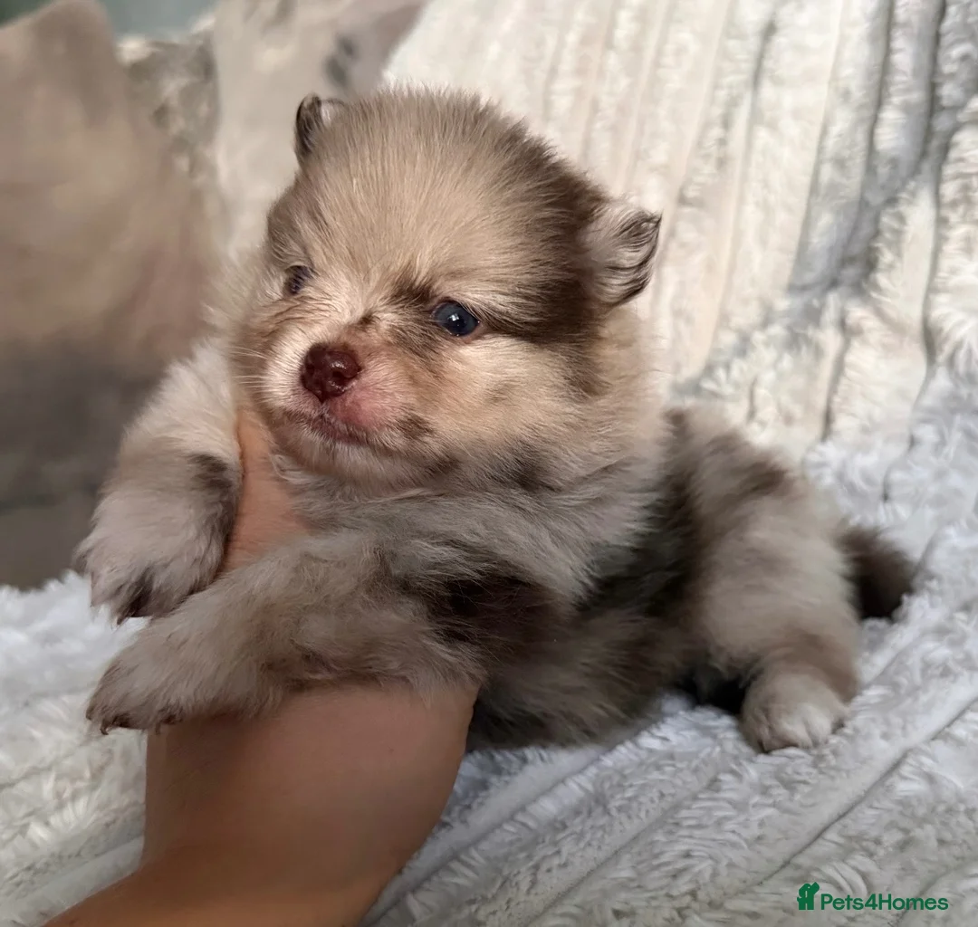Pomeranian dogs for sale: CHAMPION LINES KC POMERANIAN PUPPIES  - Advert 29
