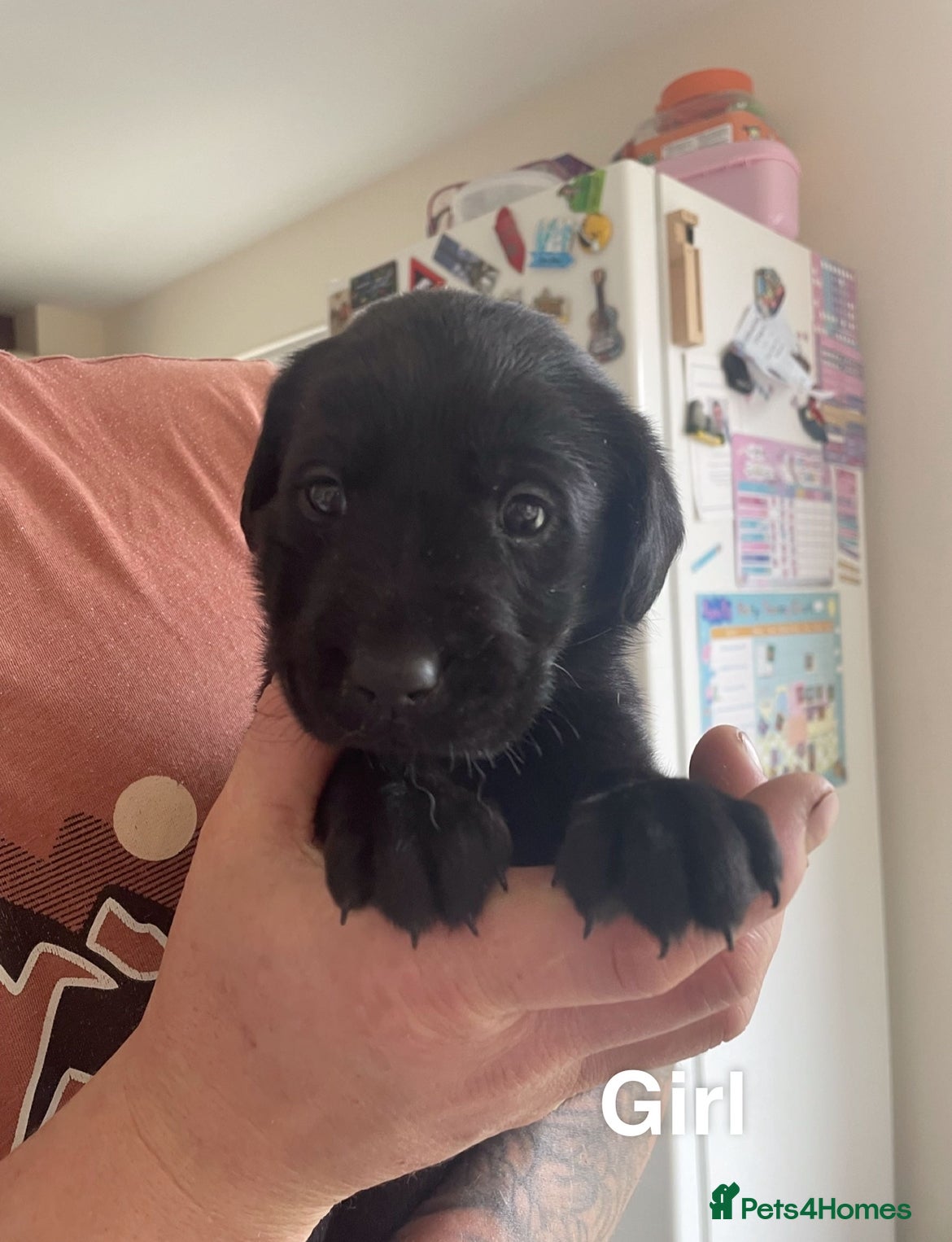 Labrador Retriever dogs Labrador Puppies  - Advert 2
