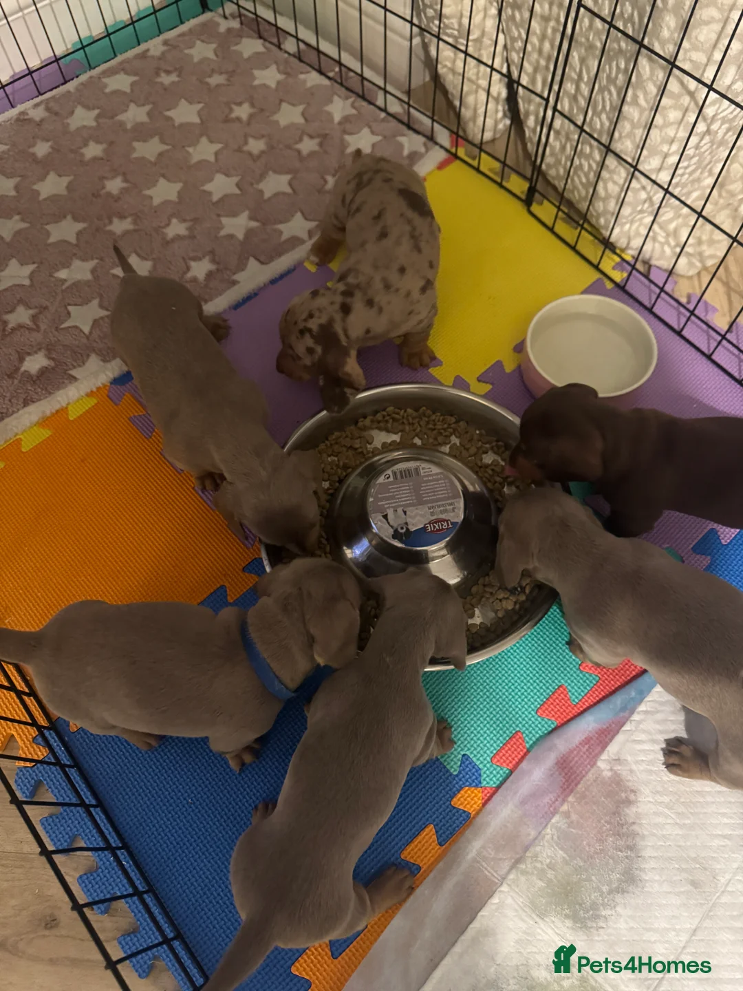 Miniature Dachshund dogs for sale: 2 beautiful Isabella and tan mini dachshunds  - Advert 12