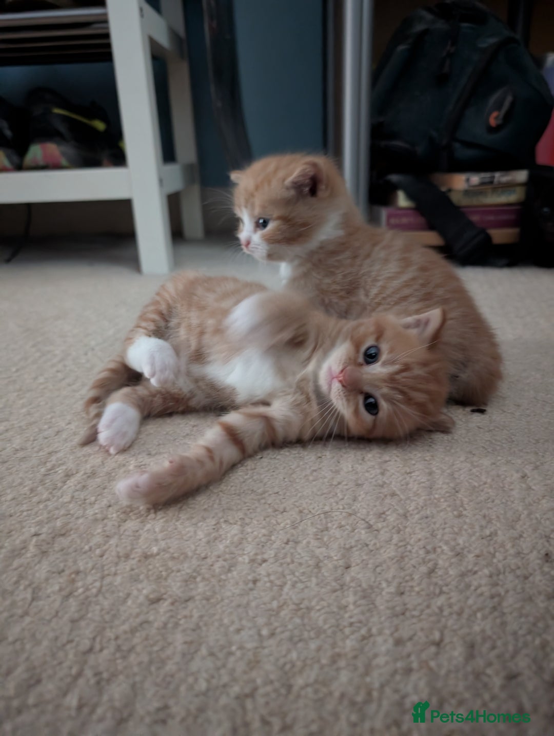 British Shorthair cats for sale: Kittens from loving country cottage home - Image 1