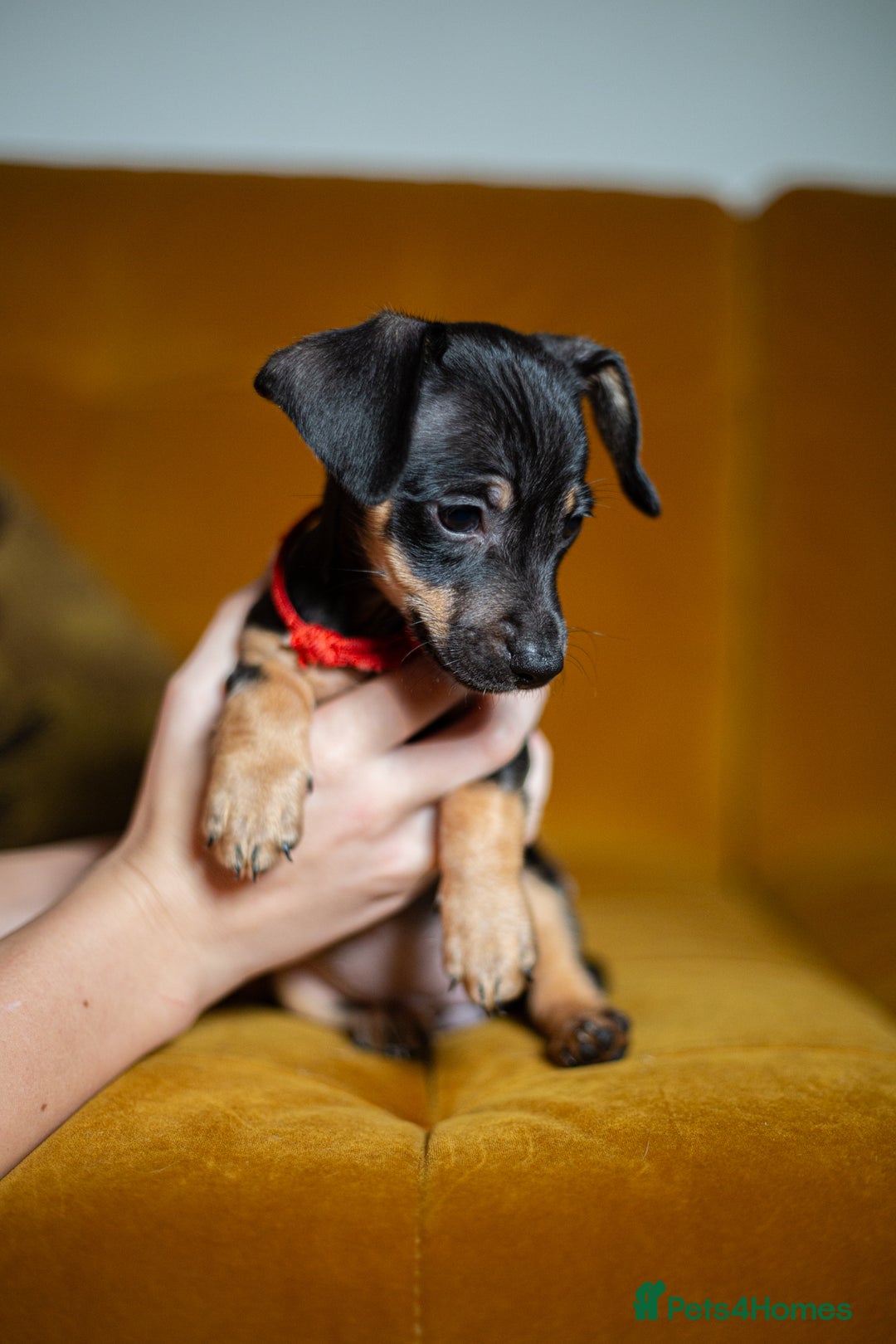 Mixed Breed dogs for sale: Daxijax/Jackshund/Dachshund/Jack - READY TO GO - Advert 21