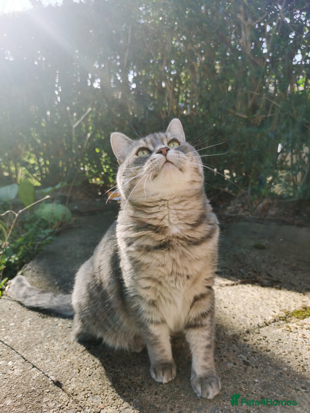 British Shorthair cats for sale: 4-Year-Old Female Cat, Neutered & Microchipped - Image 3
