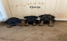 Border Terrier dogs for sale: Border terrier pups  - Image 8