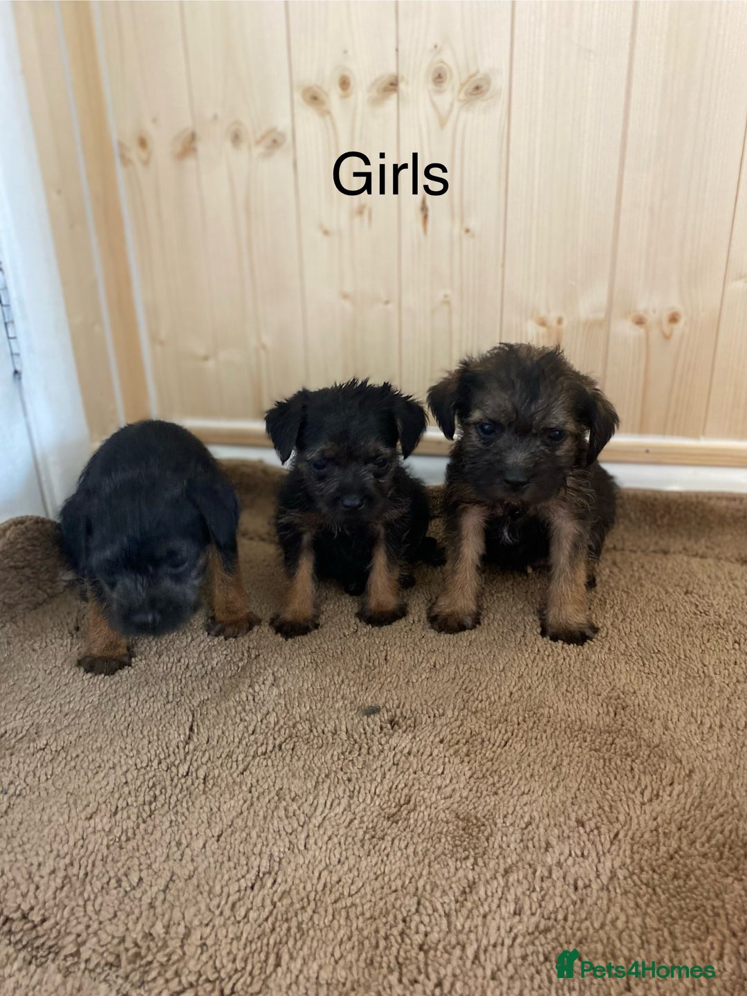 Border Terrier dogs for sale: Border terrier pups  - Image 8