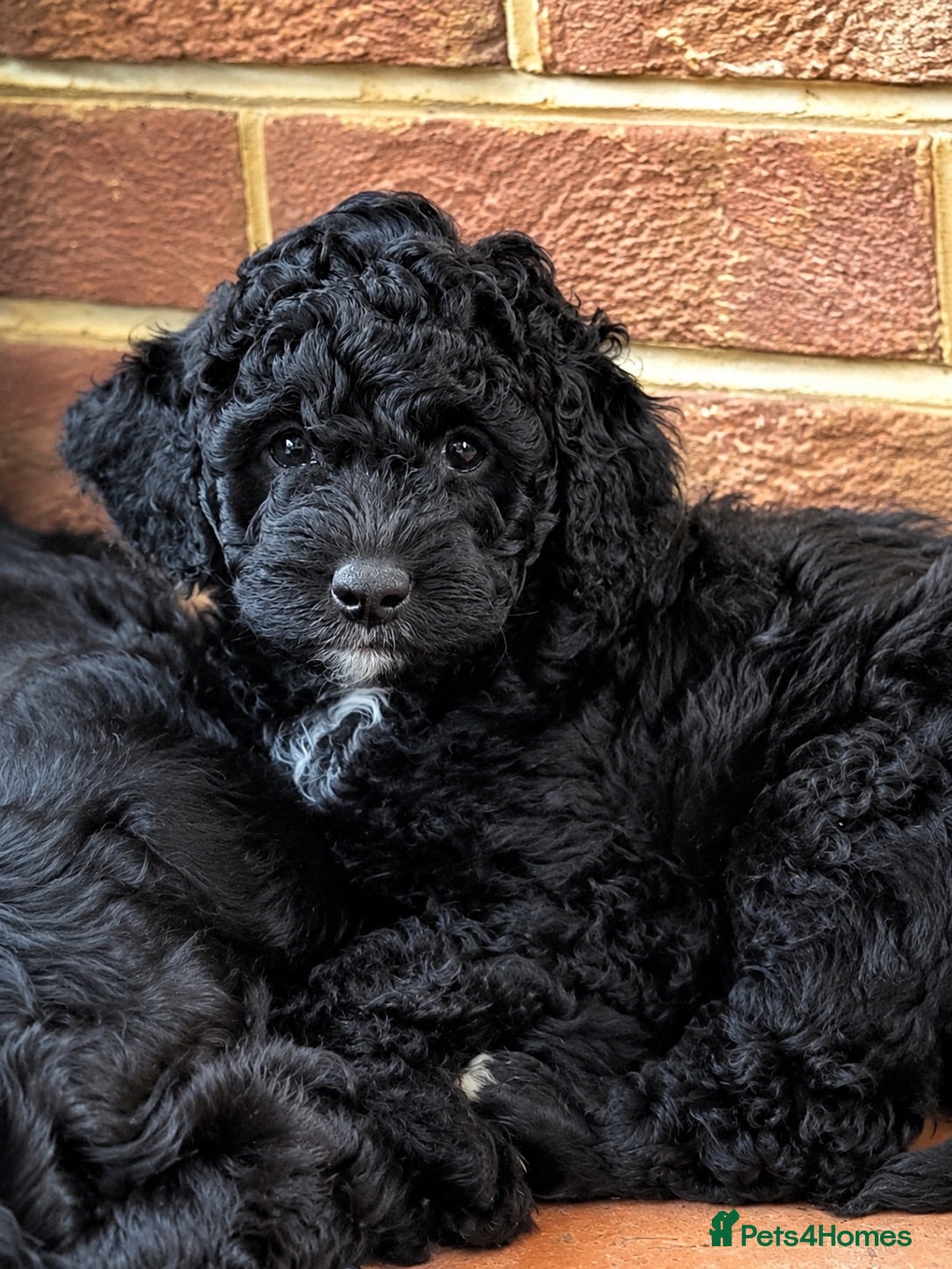 Double Doodle dogs AUSTRALIAN LABRADOODLE - LAST GIRL AVAILABLE - Advert 1