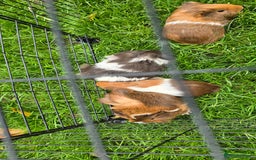 Guinea Pig rodents for sale: Male and female Guinea pigs - Image 3