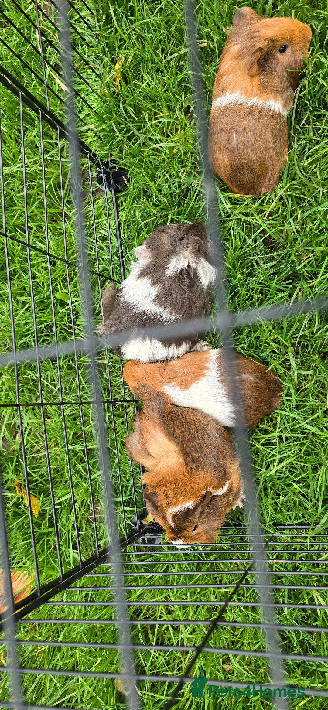 Guinea Pig rodents for sale: Male and female Guinea pigs - Image 3