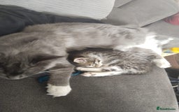 Mixed Breed cats for sale: Two playful loving kittens - Image 7