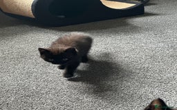 British Shorthair cats for sale: 4 x beautiful kittens available  - Image 4