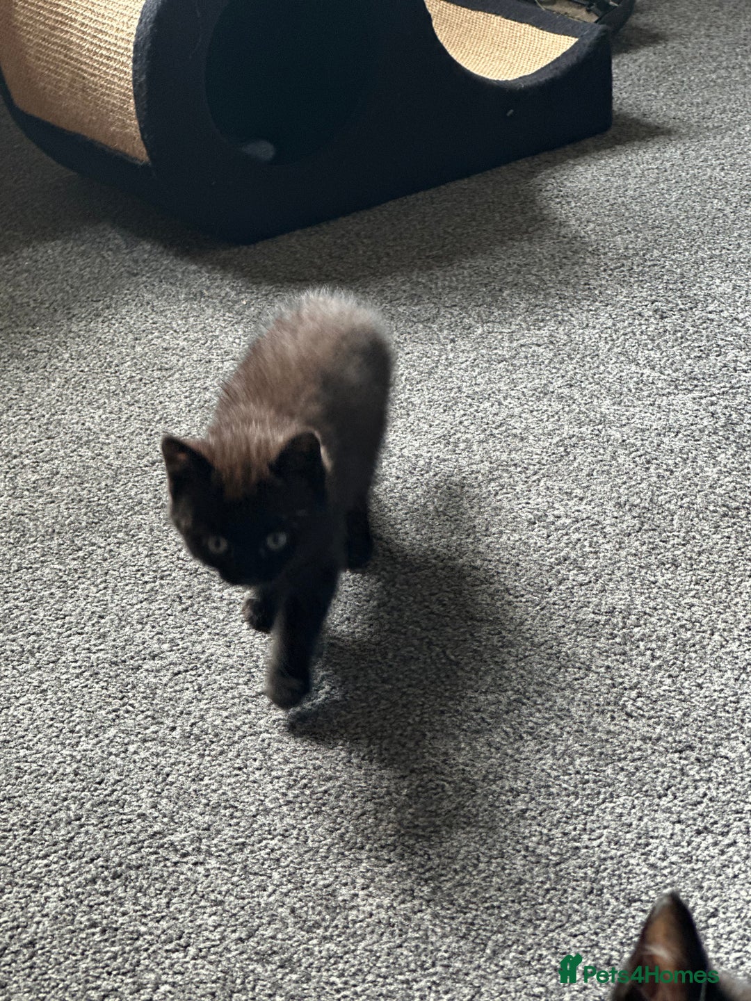 British Shorthair cats for sale: 4 x beautiful kittens available  - Image 4