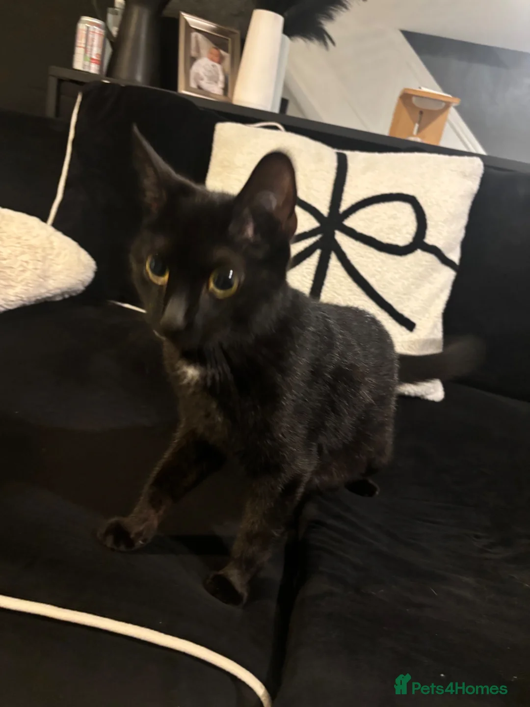 Mixed Breed cats for sale: Female cat - Advert 2
