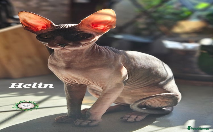 Sphynx cats - Advert 4